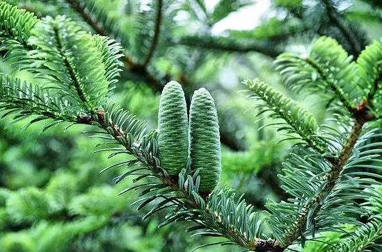 國(guó)家重點(diǎn)保護(hù)野生植物名錄